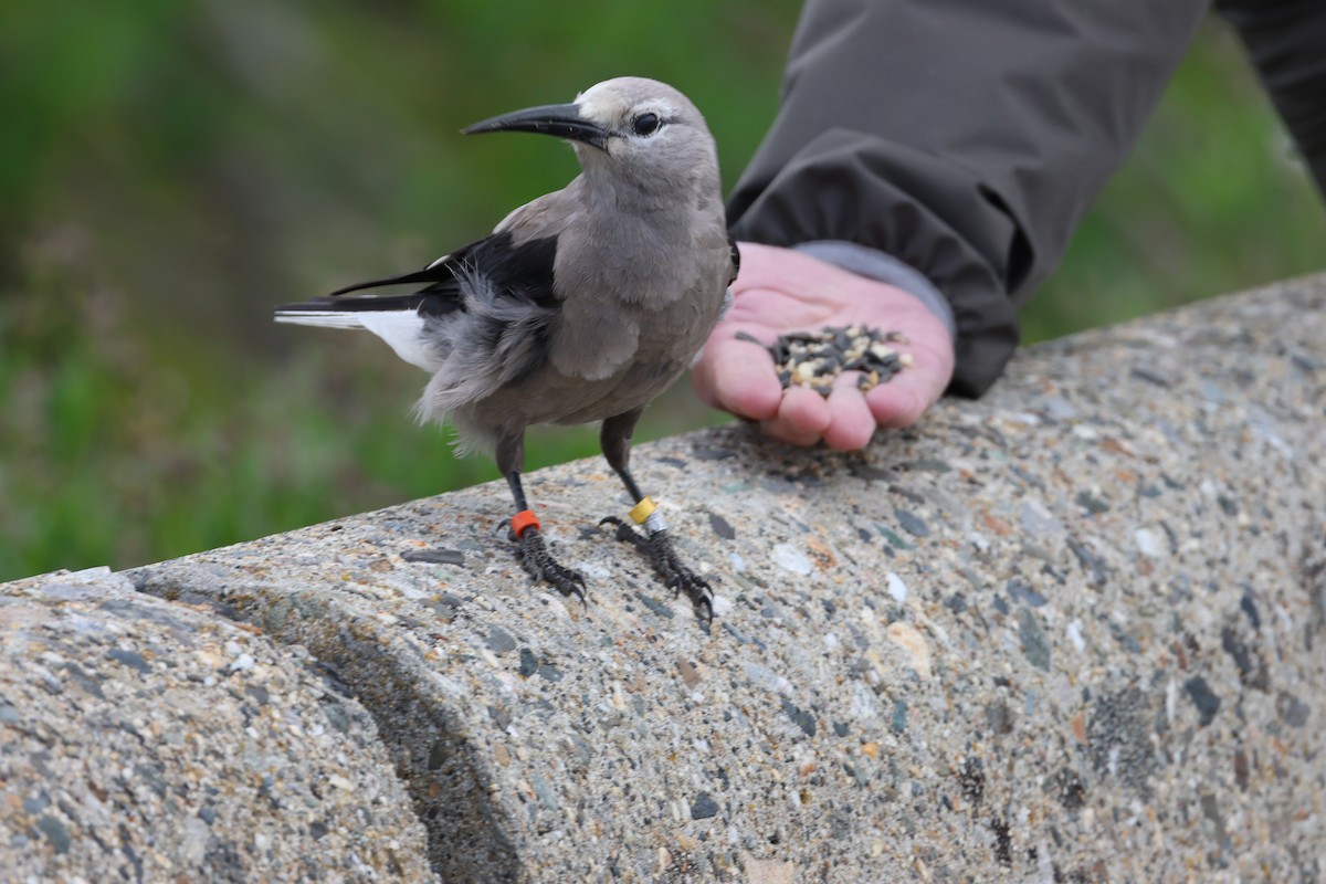 Clark's Nutcracker - ML637632334
