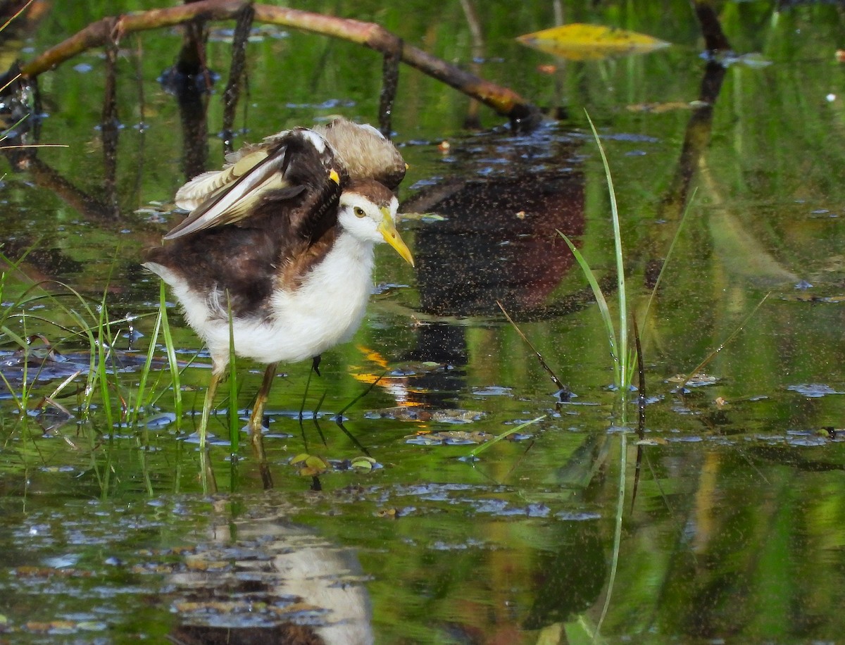 Northern Jacana - ML637632337
