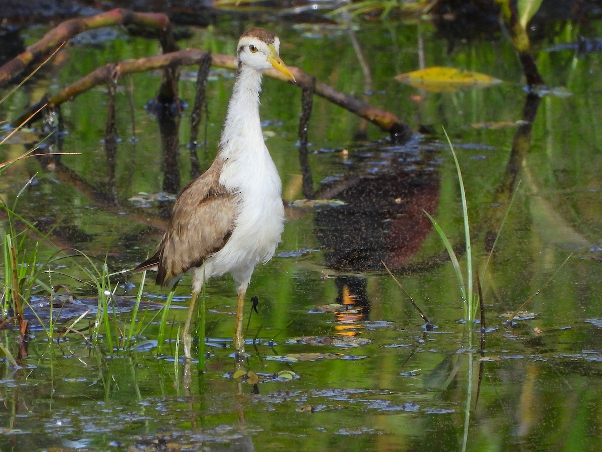 Northern Jacana - ML637632338