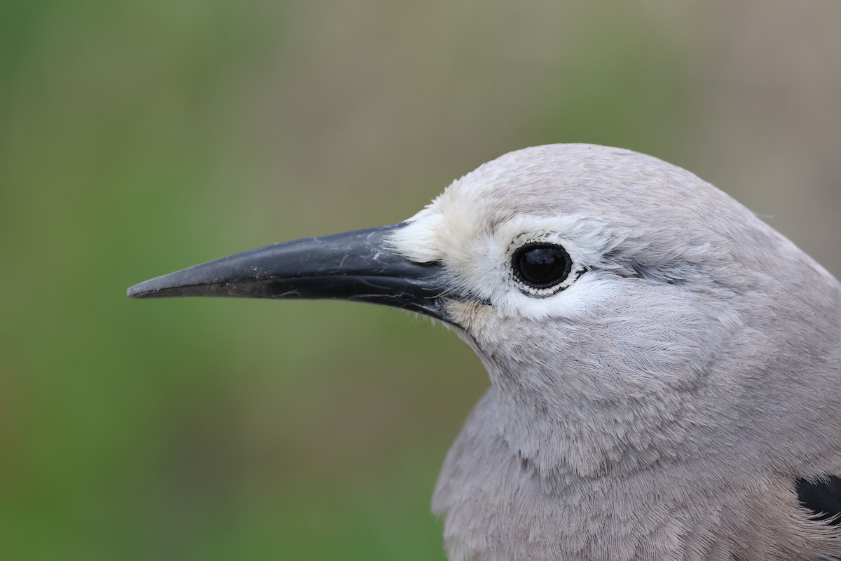 Clark's Nutcracker - ML637632340