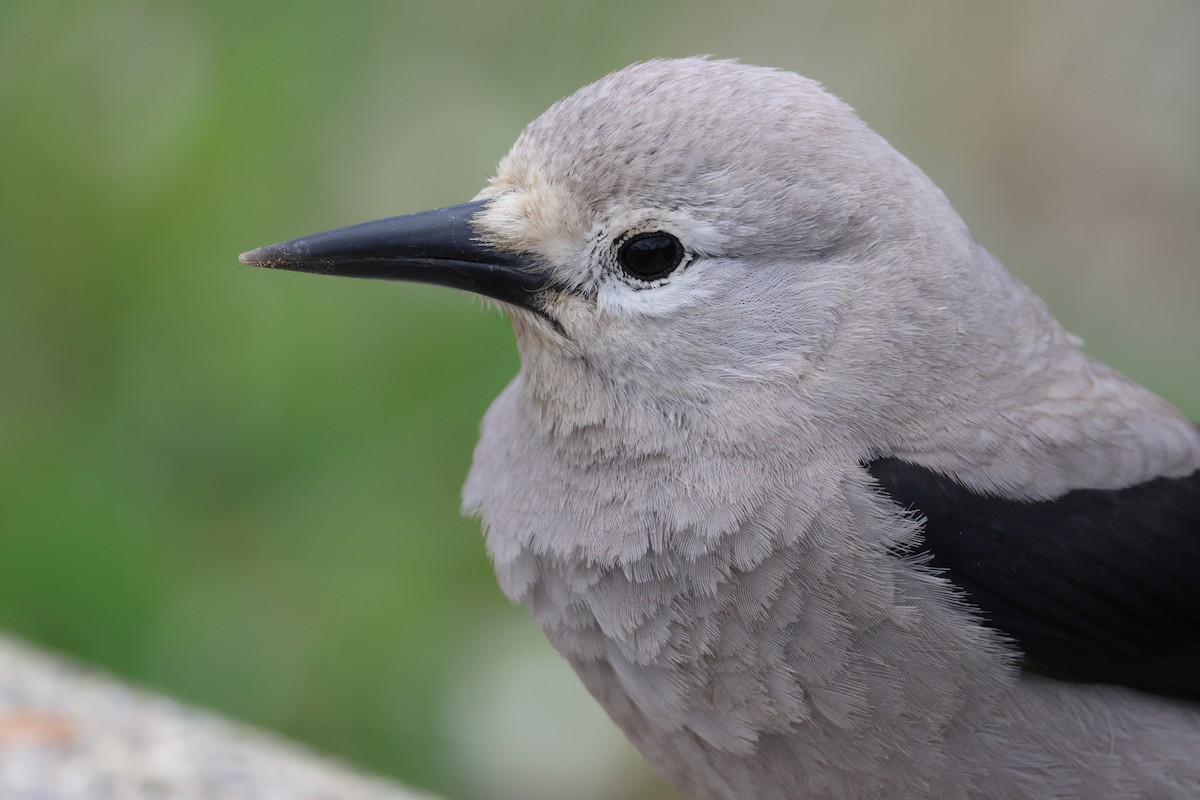 Clark's Nutcracker - ML637632342