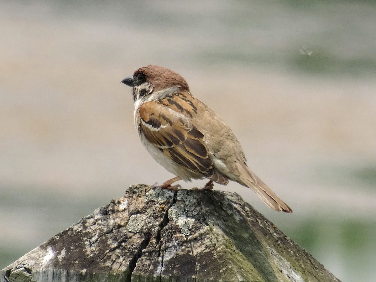Moineau friquet - ML637632349