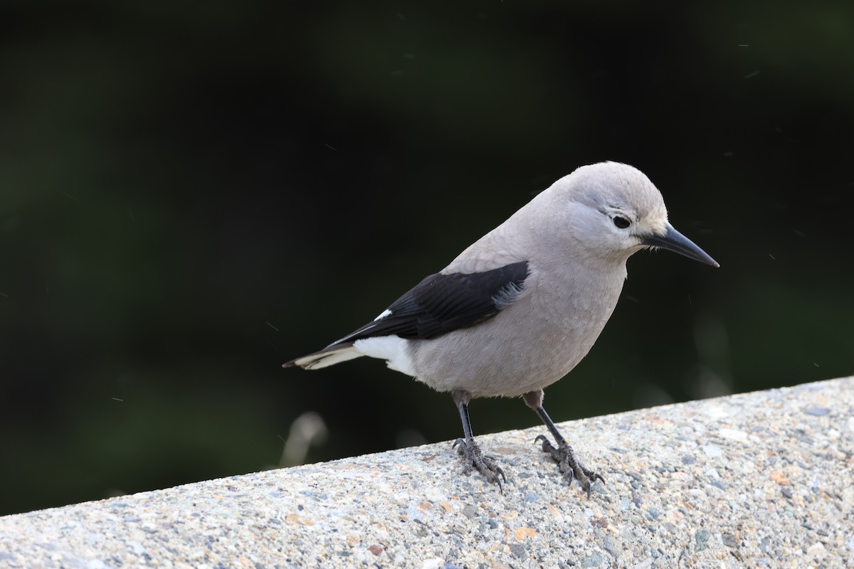 Clark's Nutcracker - ML637632353