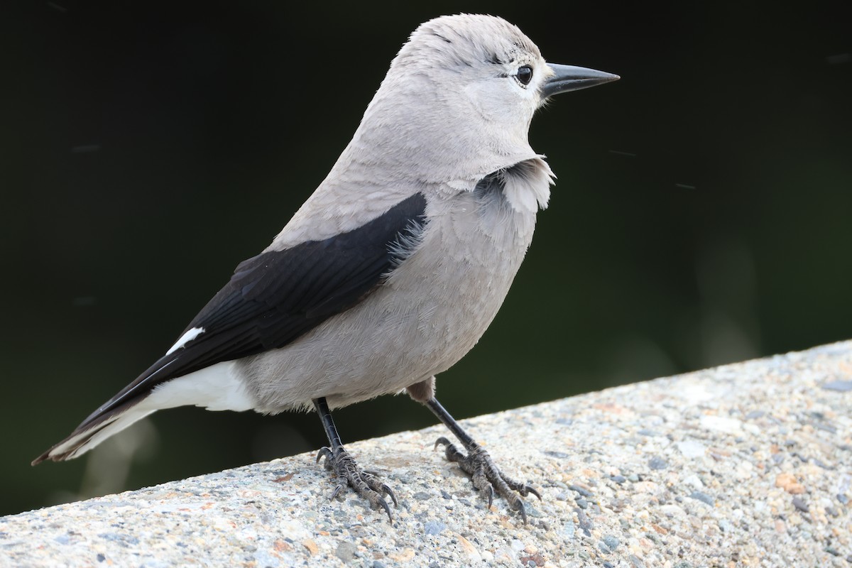 Clark's Nutcracker - ML637632357
