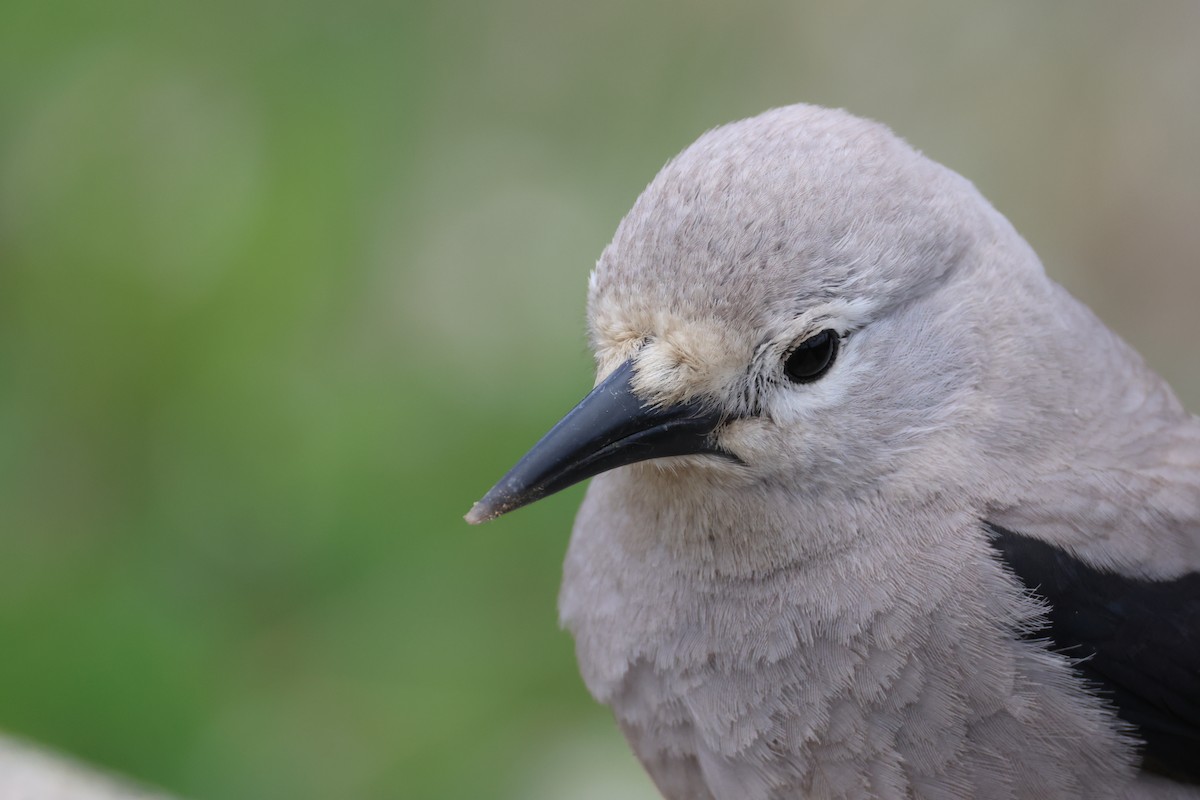 Clark's Nutcracker - ML637632364