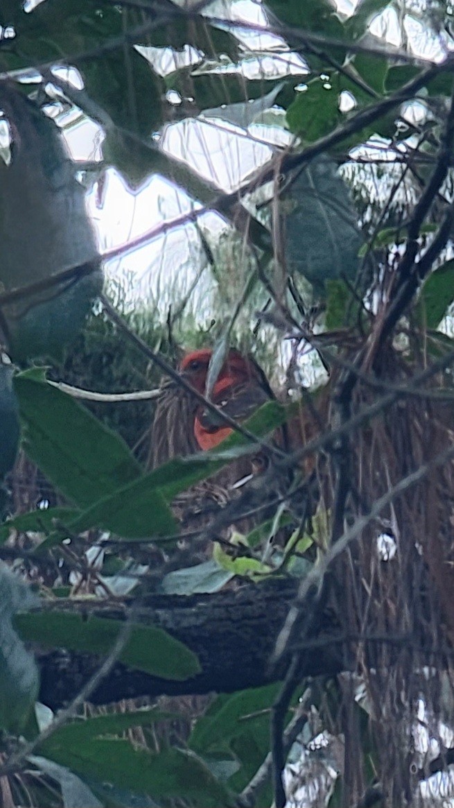 White-winged Tanager - ML637632366