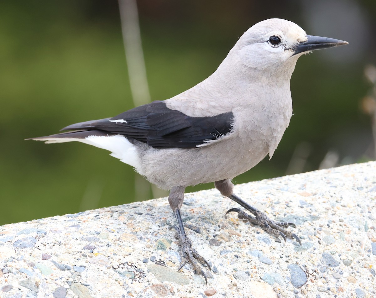 Clark's Nutcracker - ML637632375