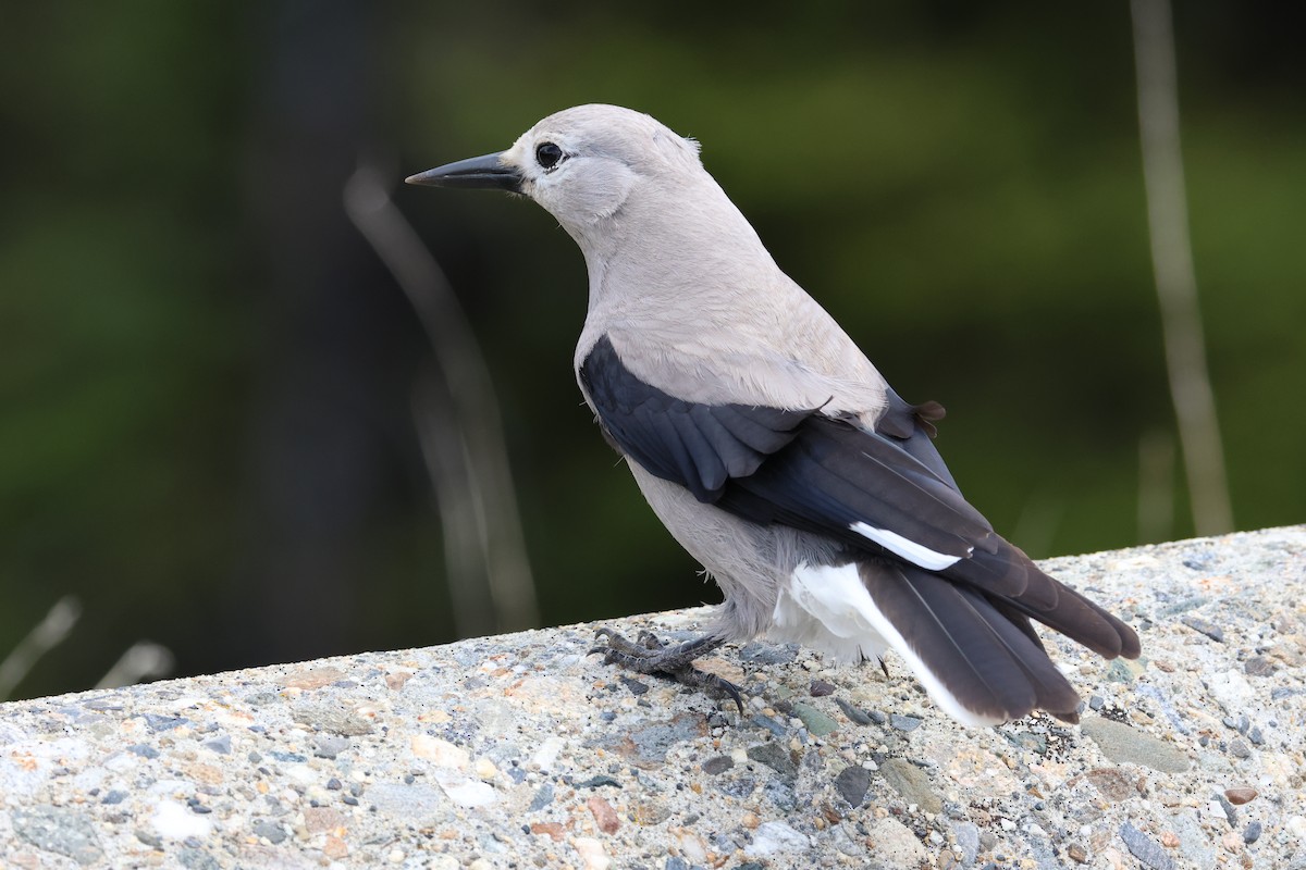 Clark's Nutcracker - ML637632376