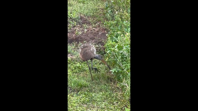 Limpkin - ML637632383