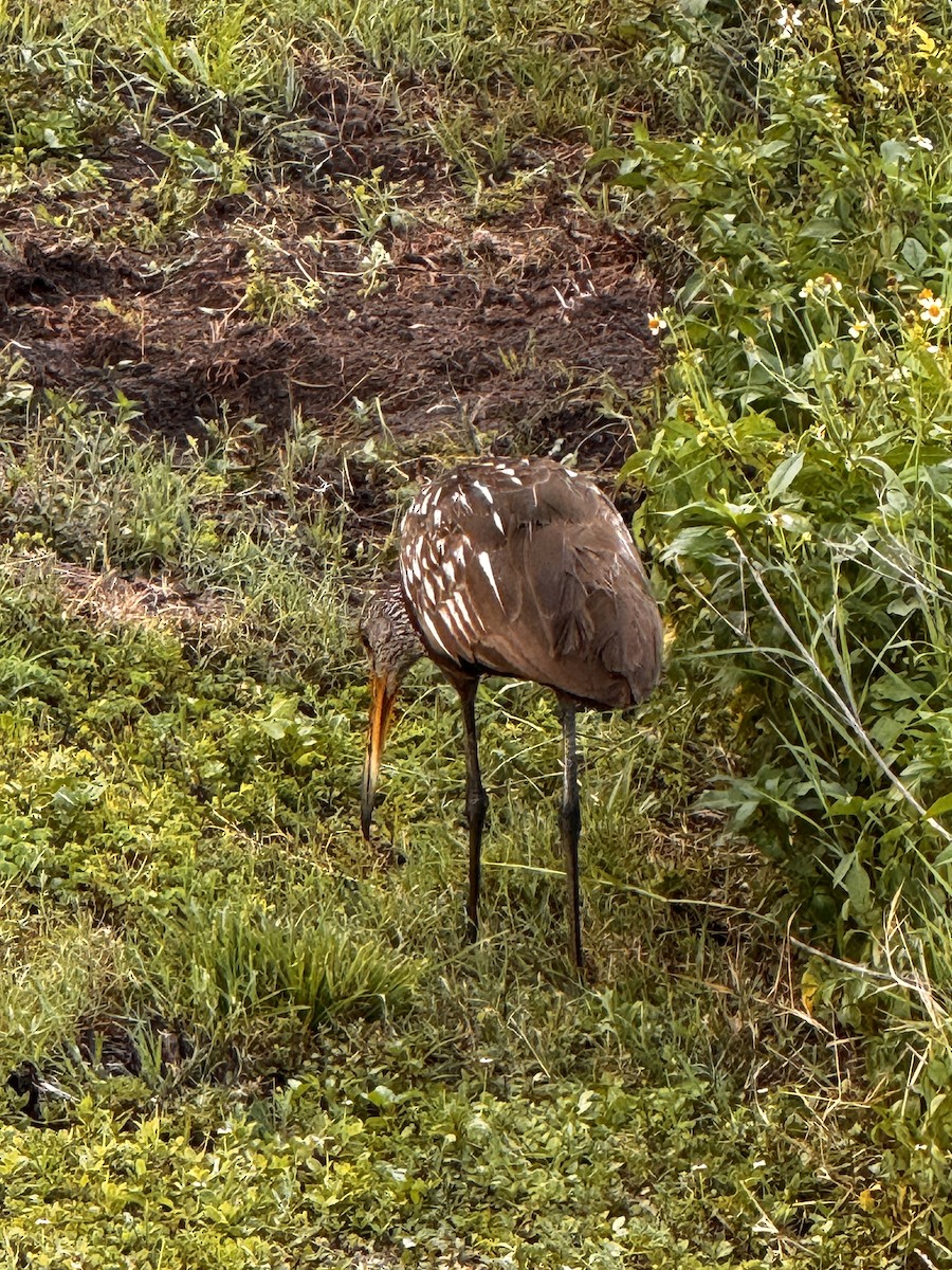 Limpkin - ML637632384