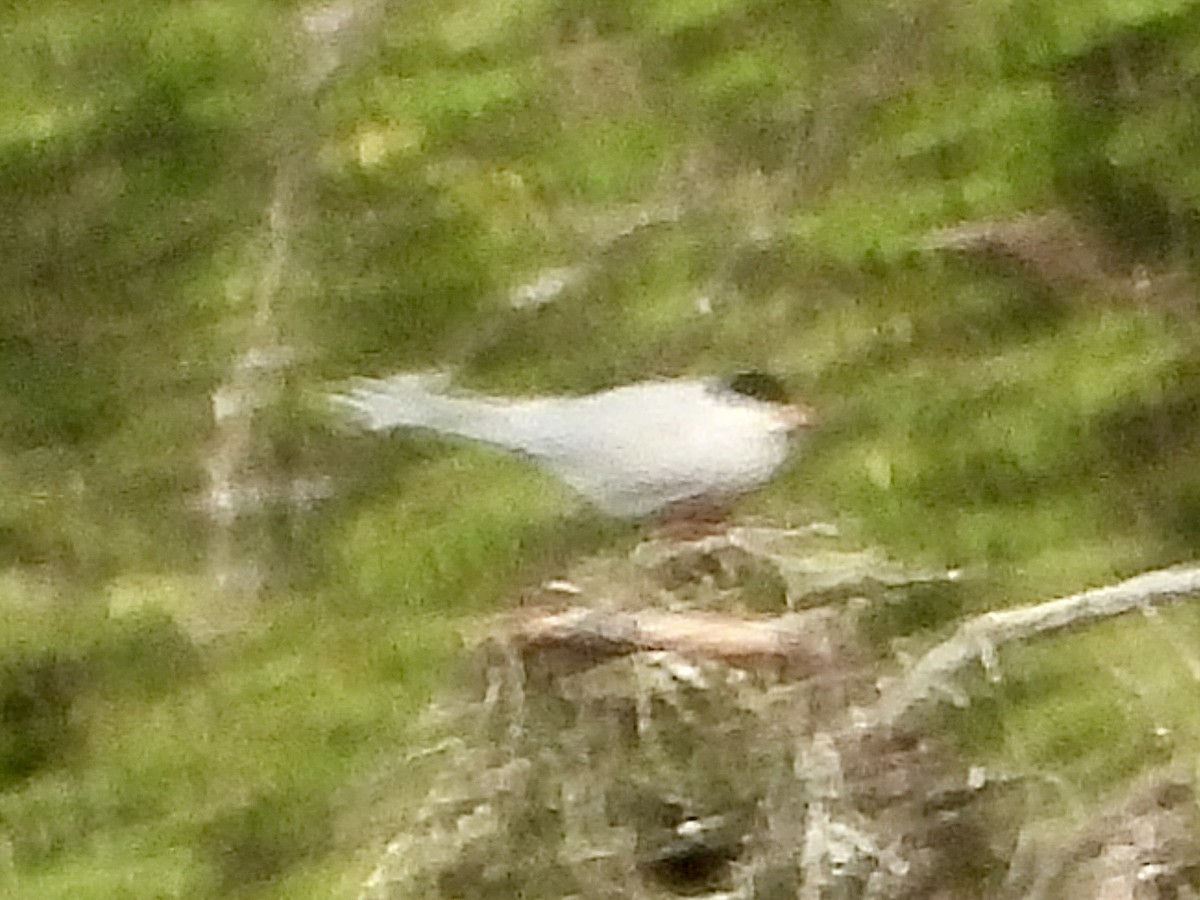 Arctic Tern - ML637632401
