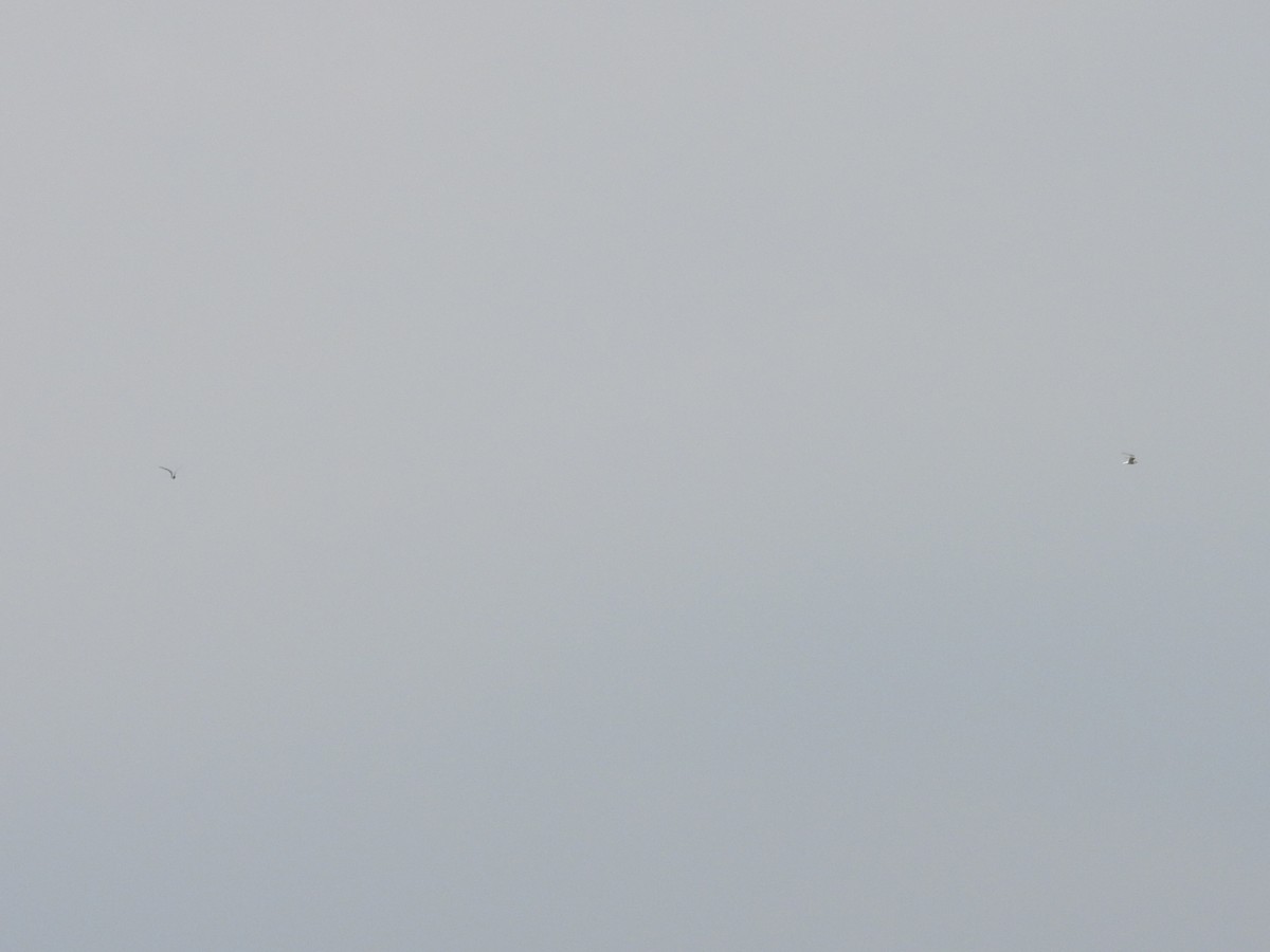 Arctic Tern - ML637632402