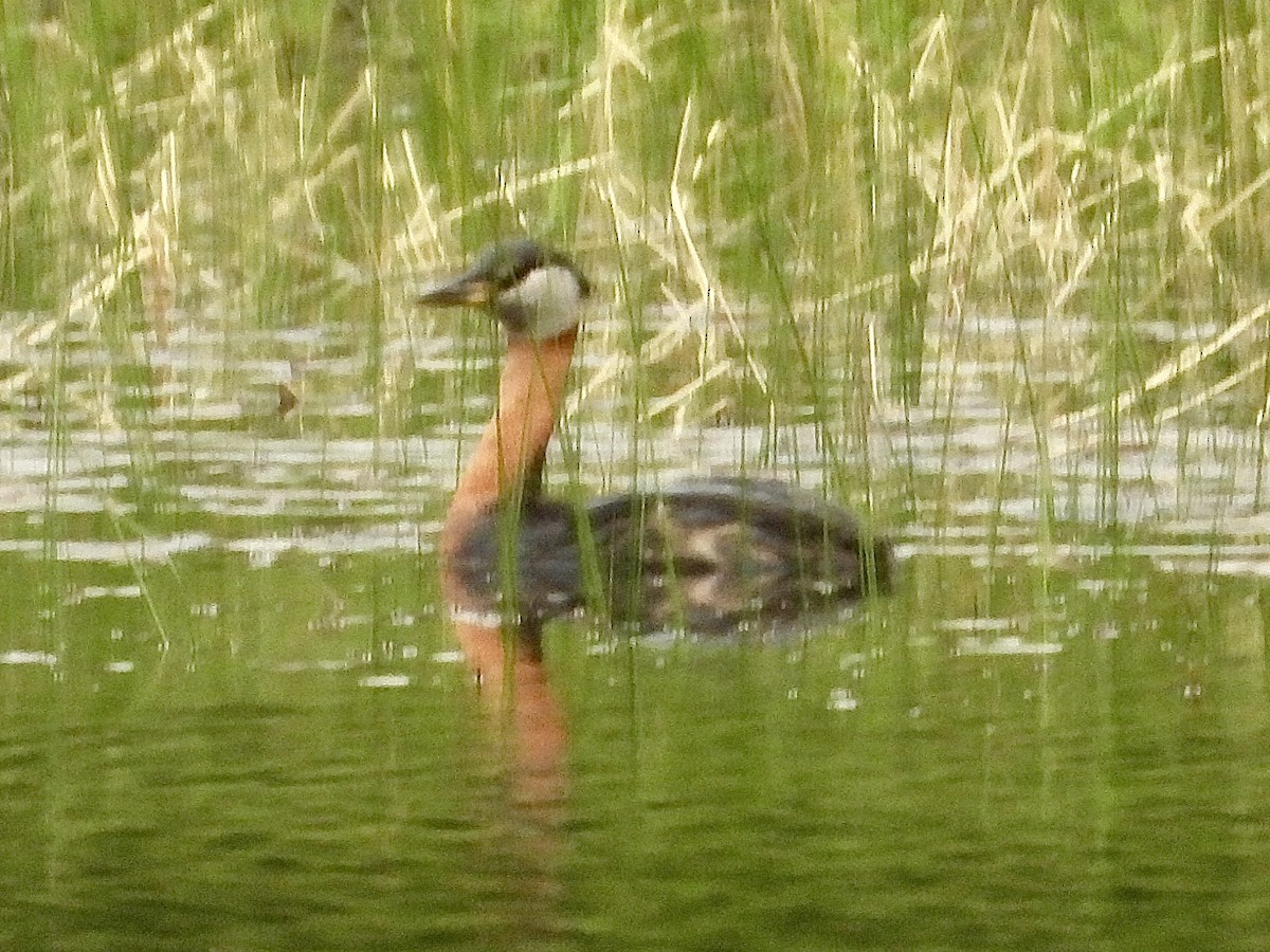 Red-necked Grebe - ML637632406