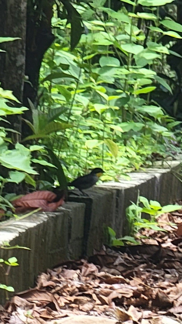 White-naped Brushfinch - ML637632412