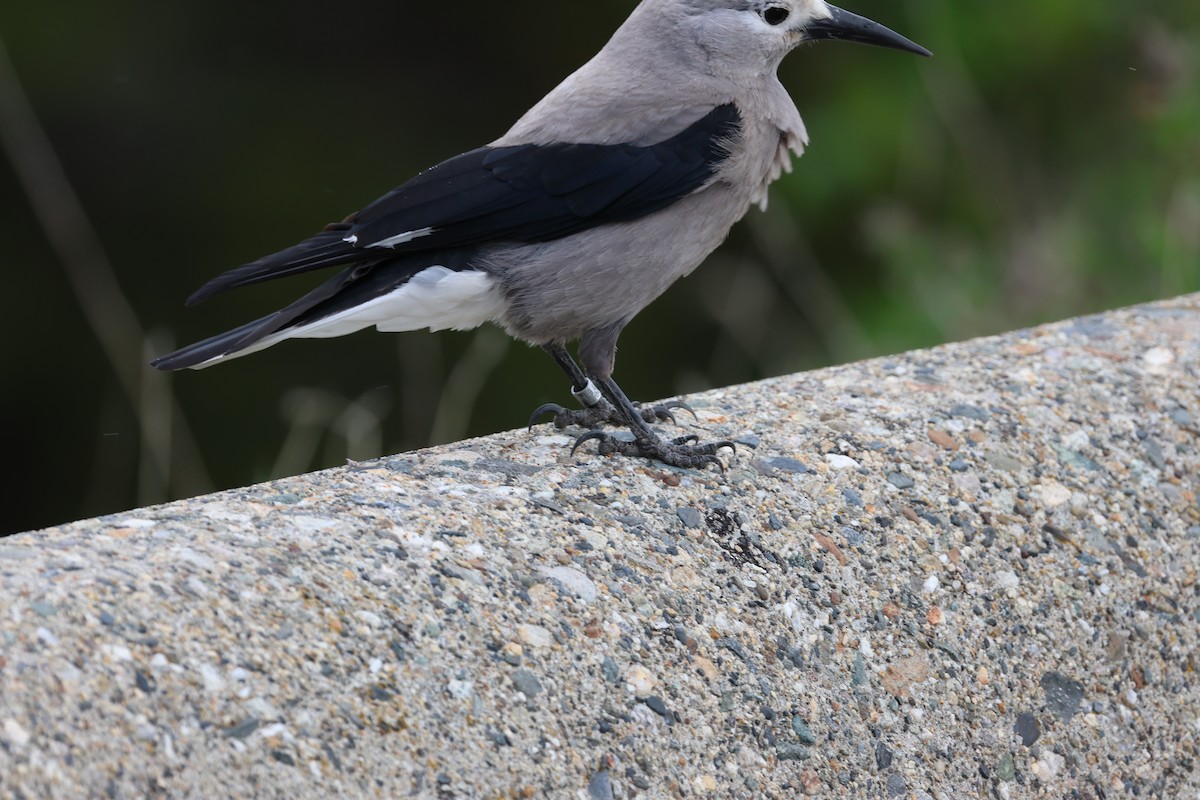 Clark's Nutcracker - ML637632431