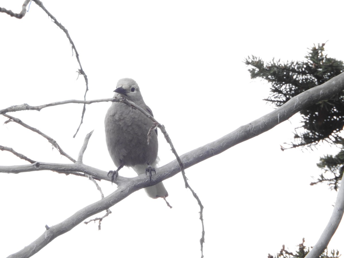 Clark's Nutcracker - ML637632435