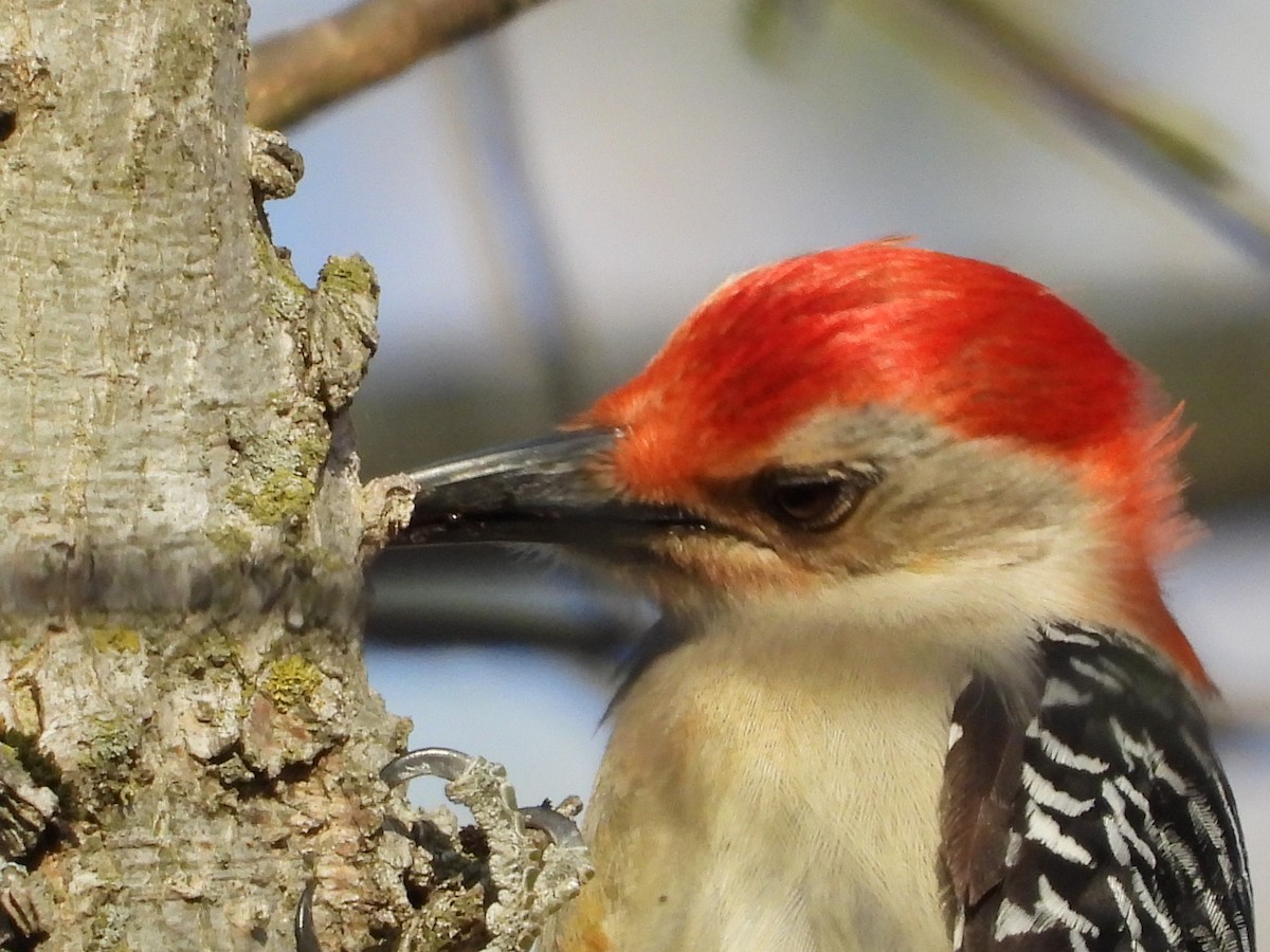 Red-bellied Woodpecker - ML637632450