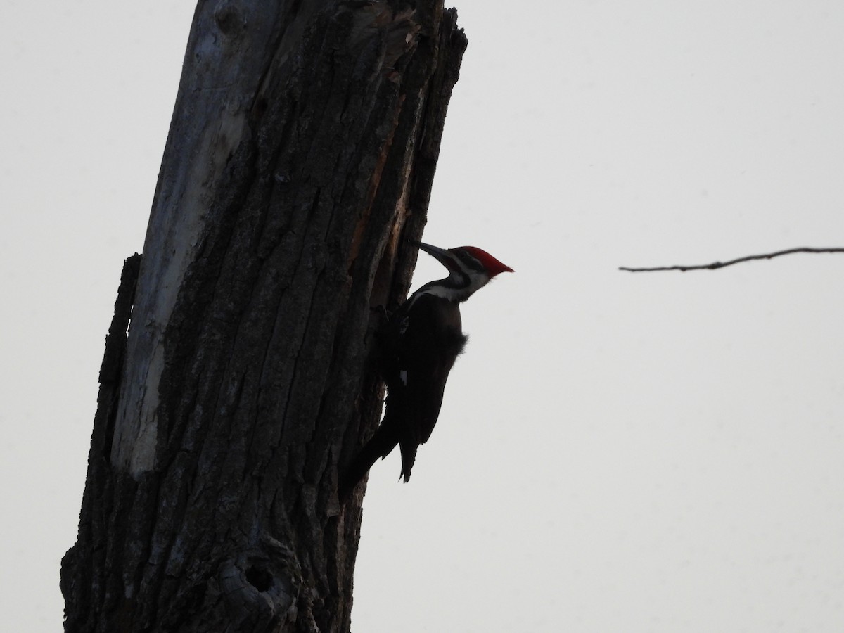 Pileated Woodpecker - ML637632452