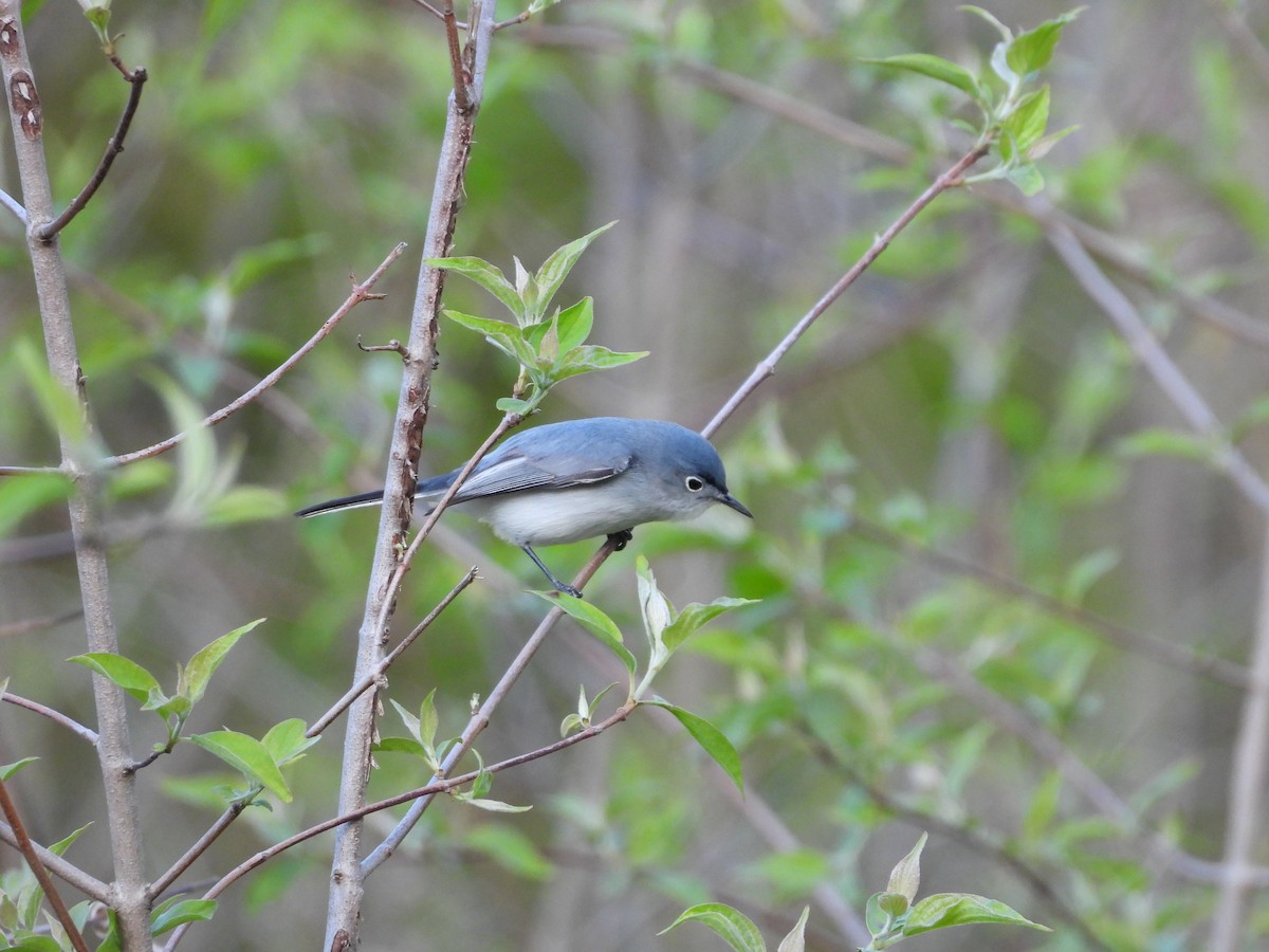 Blue-gray Gnatcatcher - ML637632456