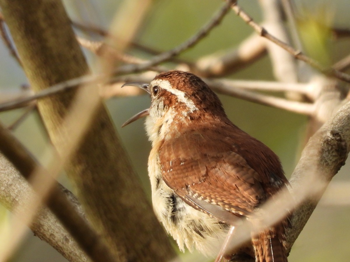 Carolina Wren - ML637632465