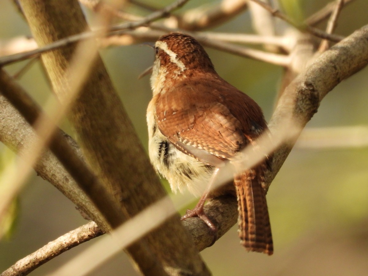 Carolina Wren - ML637632466