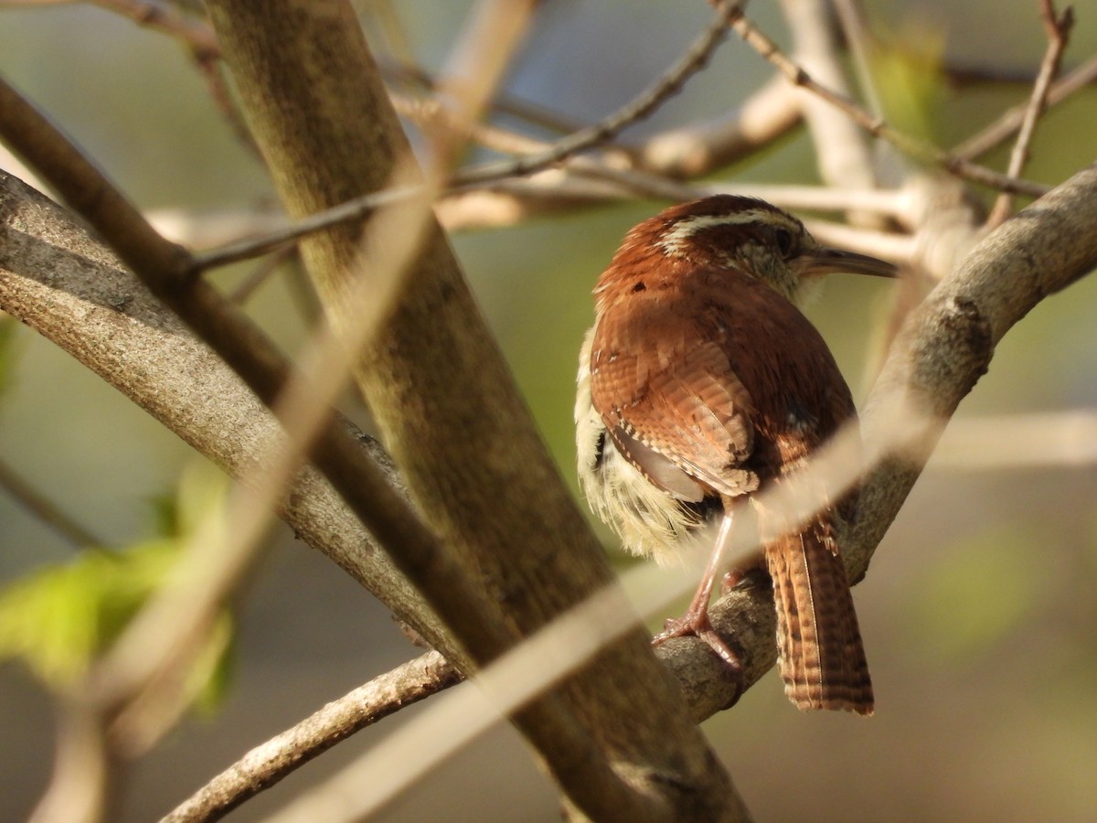 Carolina Wren - ML637632467