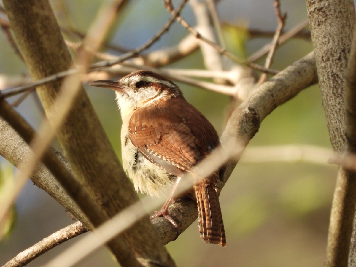 Carolina Wren - ML637632468