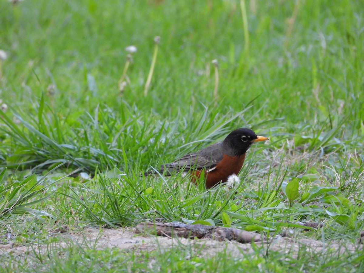 American Robin - ML637632469