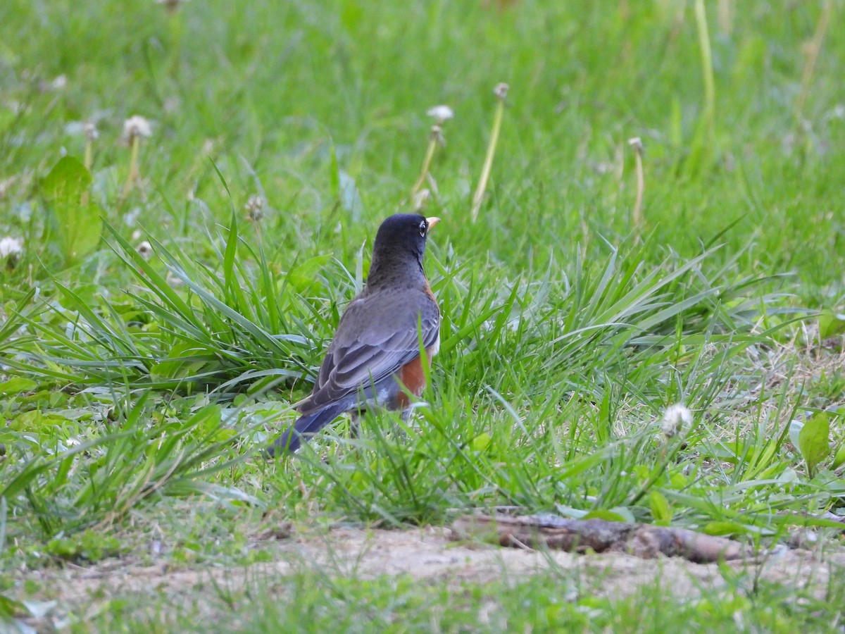 American Robin - ML637632470
