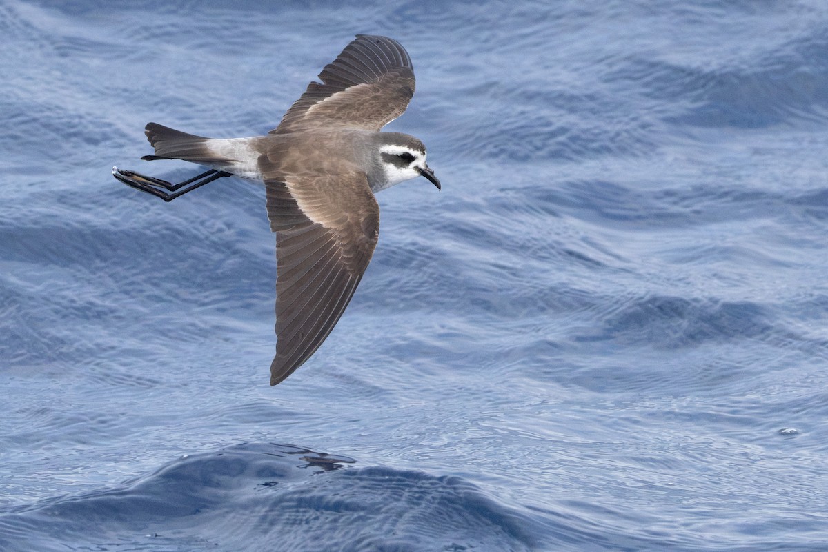 White-faced Storm-Petrel - ML637632472