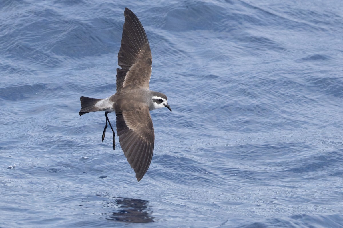 White-faced Storm-Petrel - ML637632475