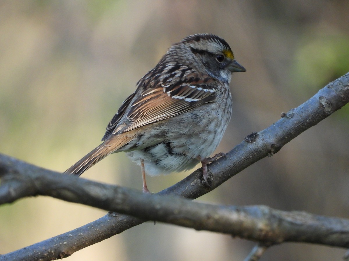 White-throated Sparrow - ML637632482