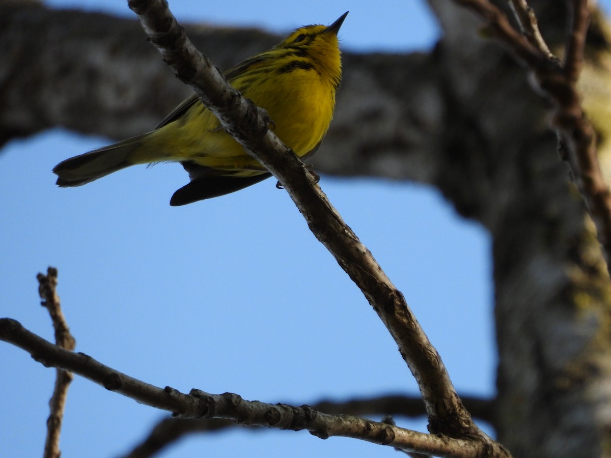 Prairie Warbler - ML637632487