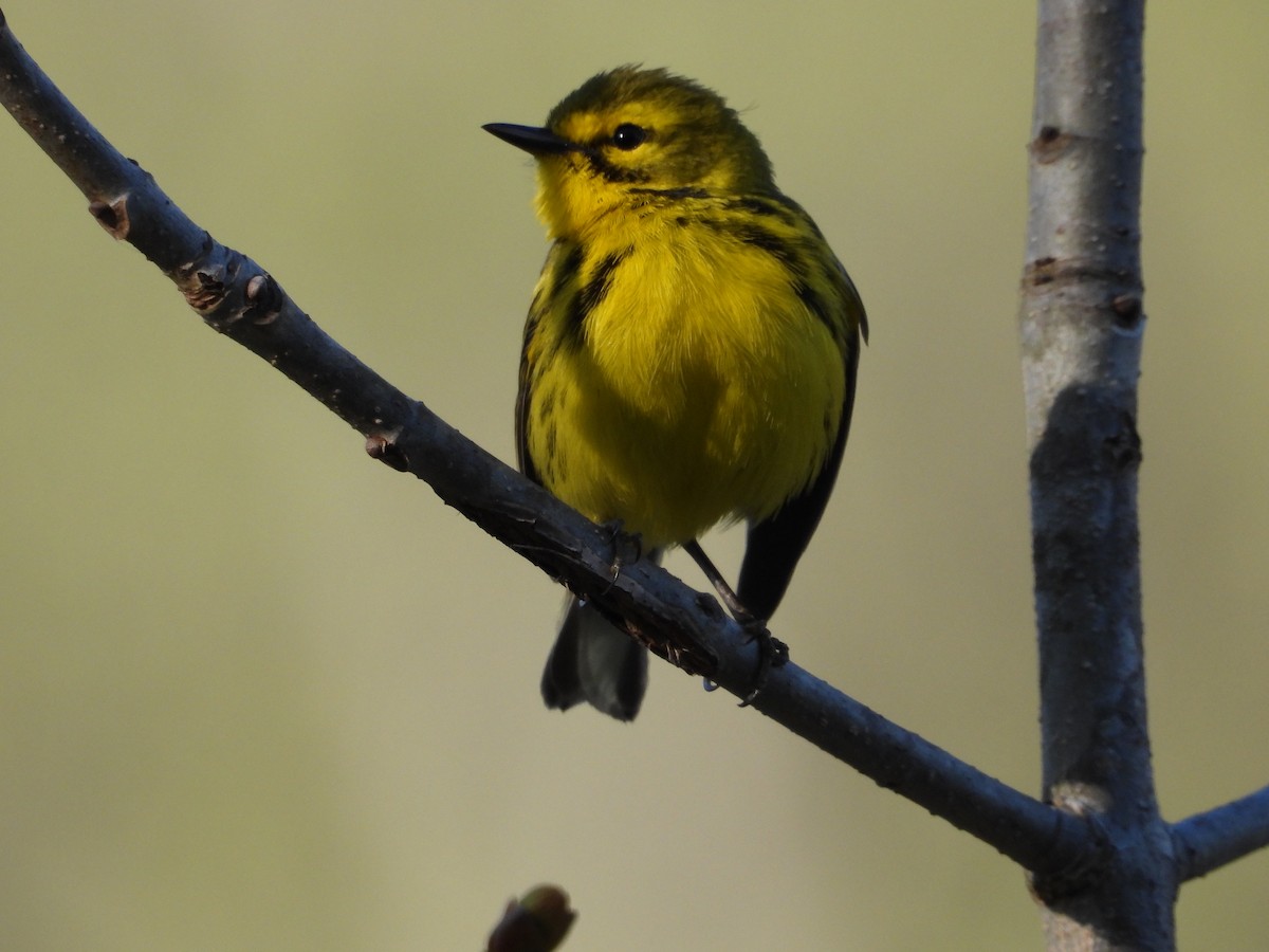 Prairie Warbler - ML637632491