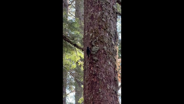 Black-backed Woodpecker - ML637632498