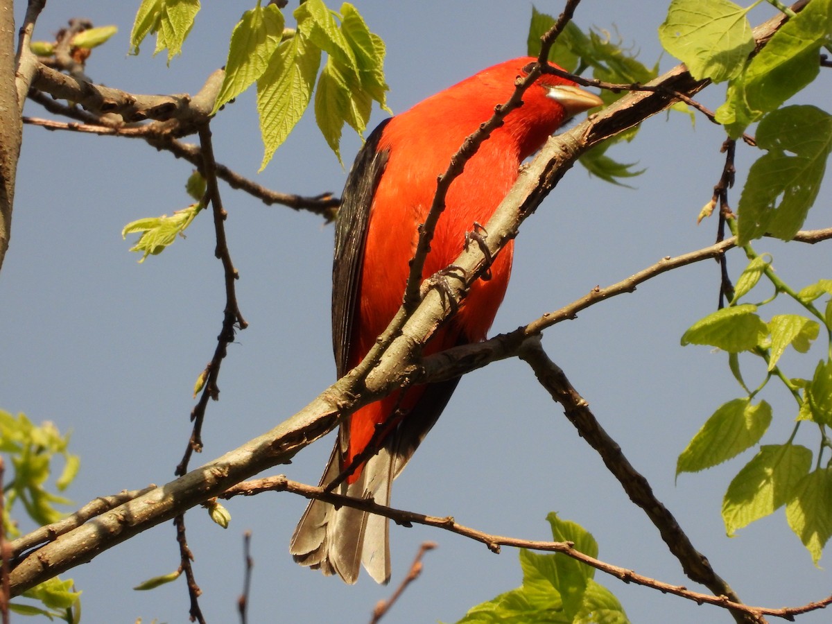 Scarlet Tanager - ML637632504