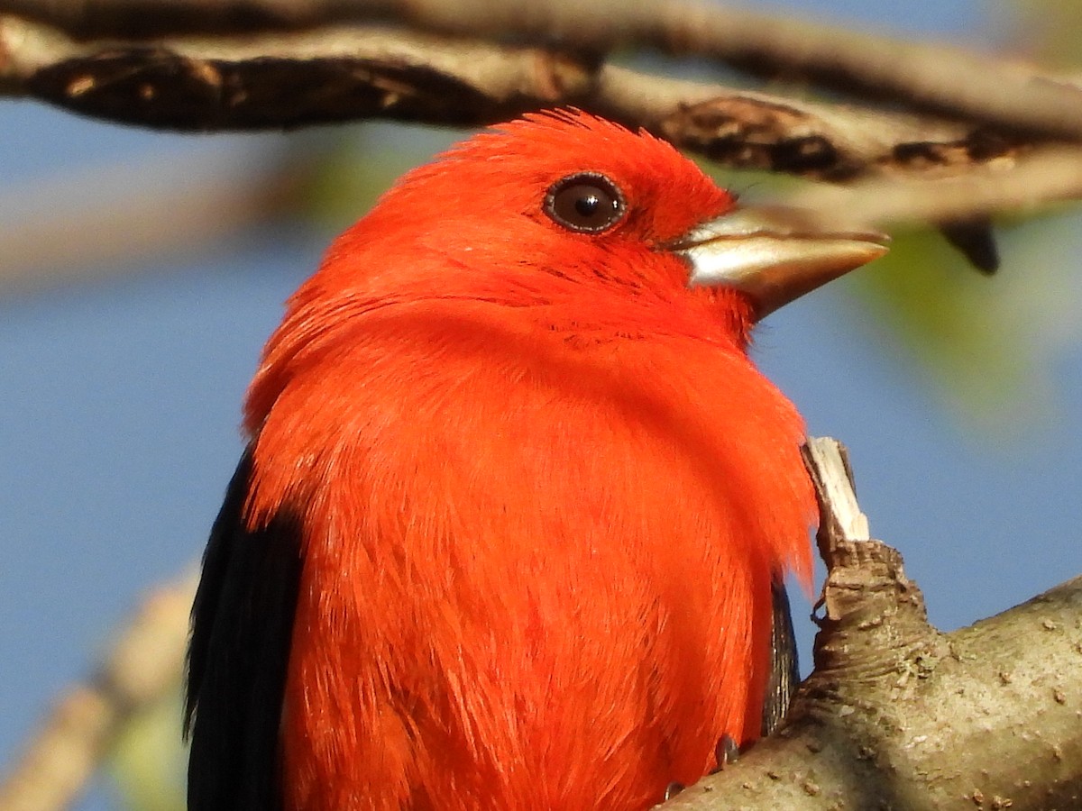 Scarlet Tanager - ML637632506