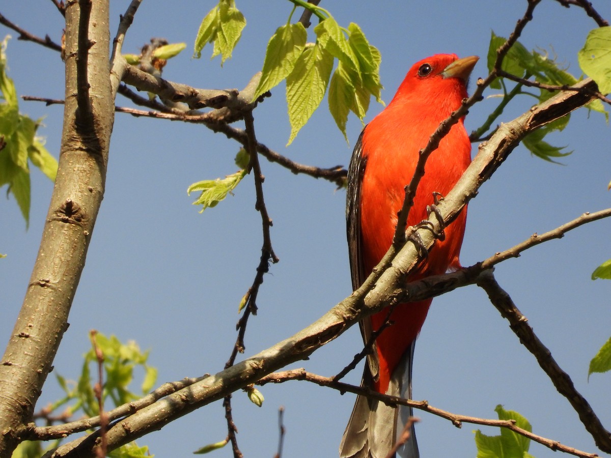 Scarlet Tanager - ML637632507