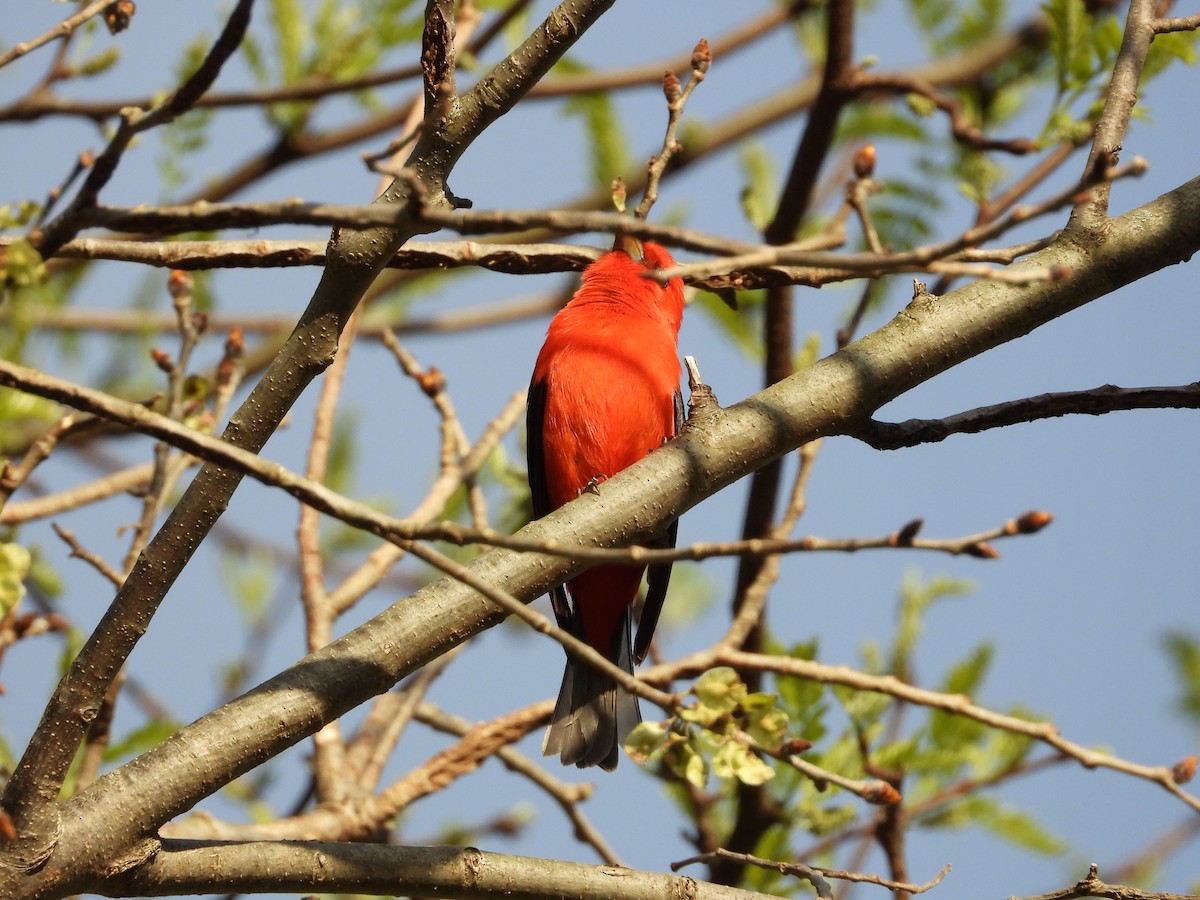Scarlet Tanager - ML637632509