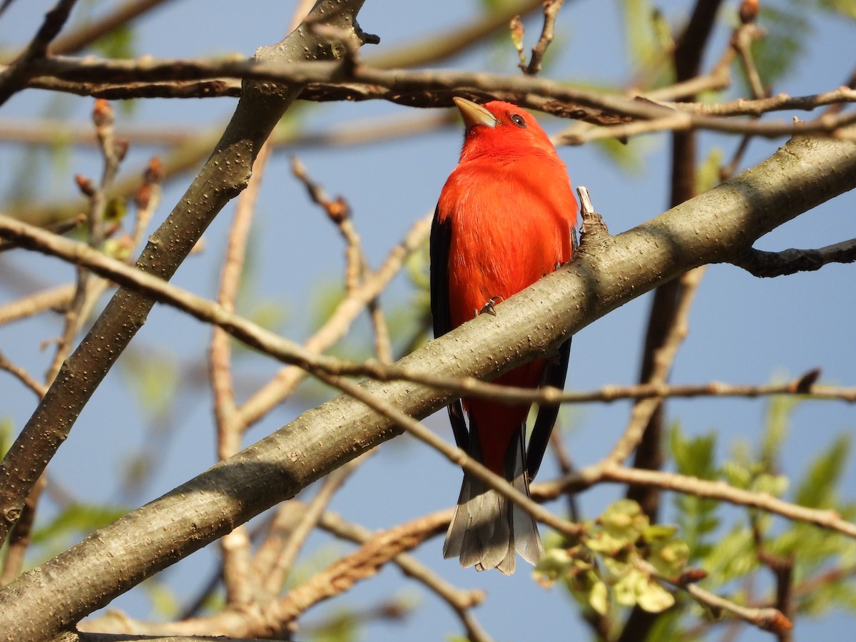 Scarlet Tanager - ML637632510