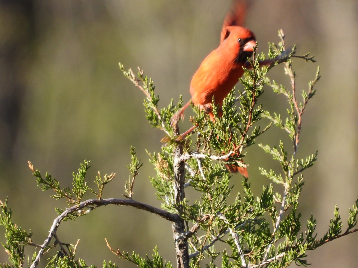 Northern Cardinal - ML637632511