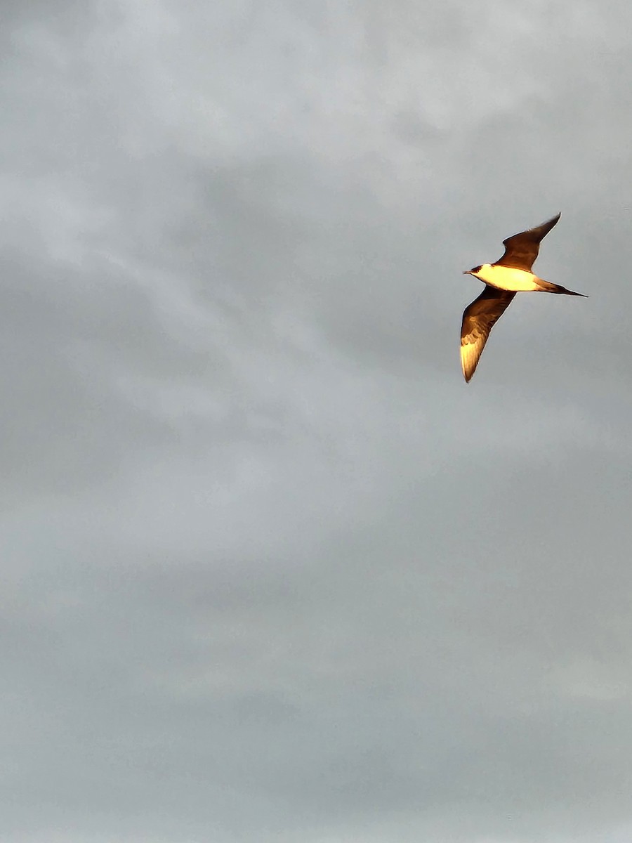 Parasitic Jaeger - ML637632513