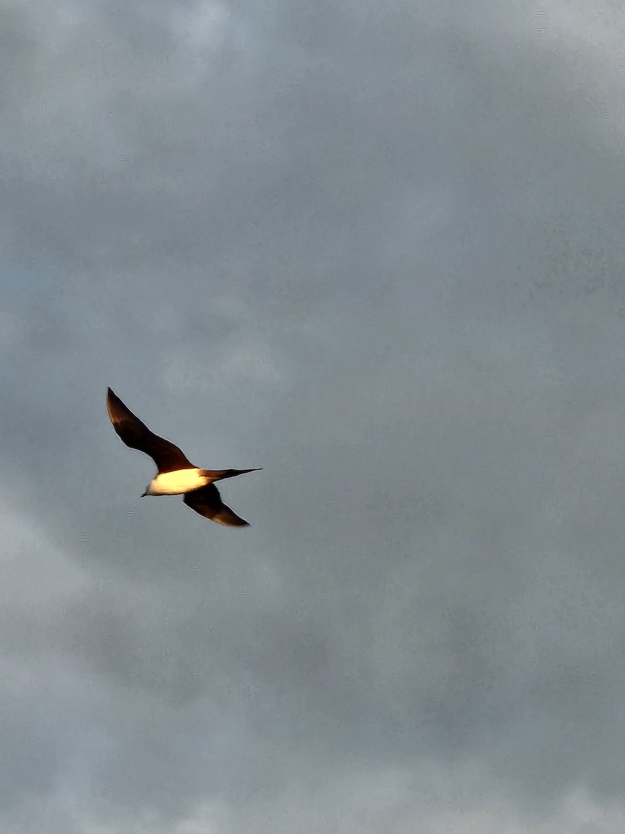 Parasitic Jaeger - ML637632514