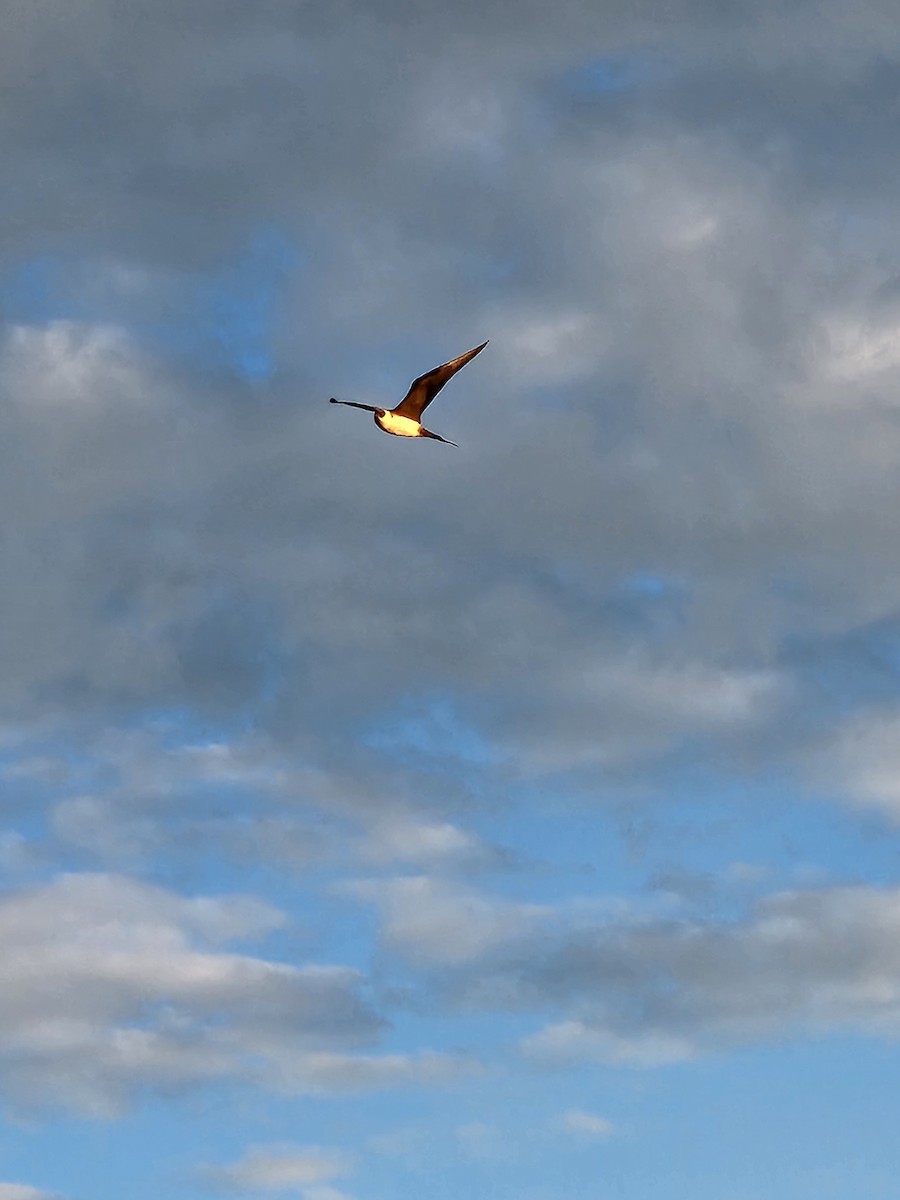 Parasitic Jaeger - ML637632515