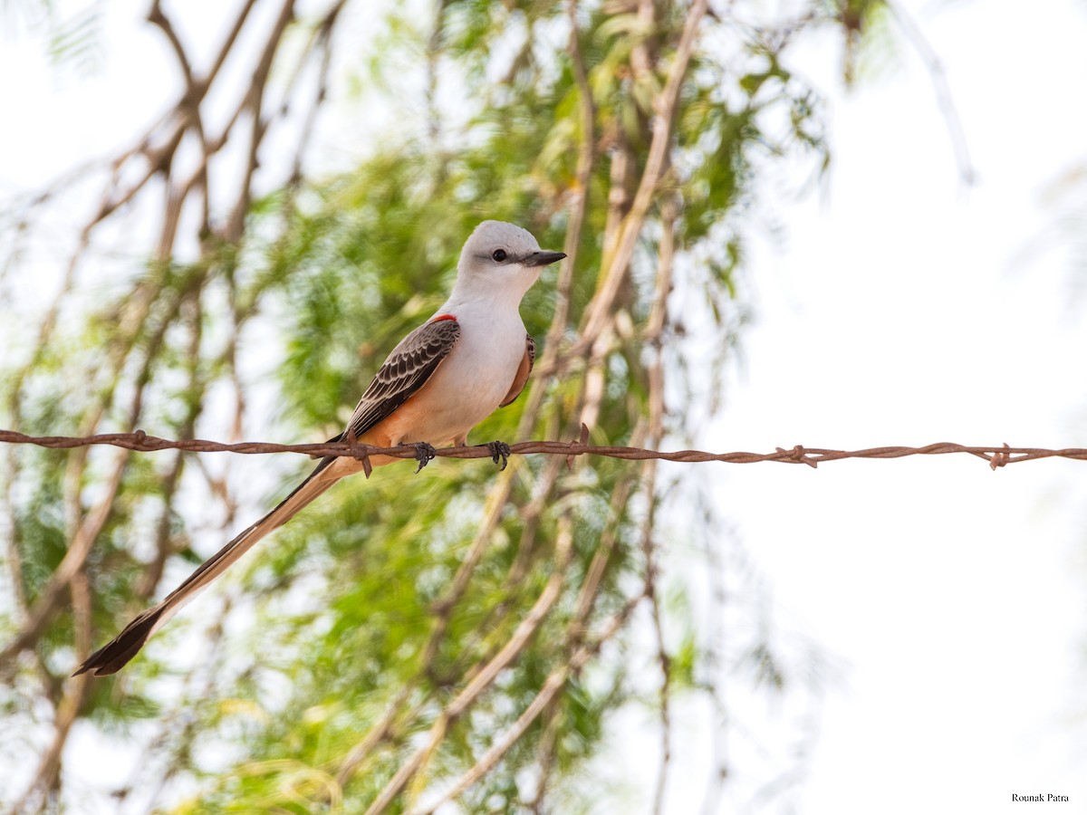 Scissor-tailed Flycatcher - ML637632527