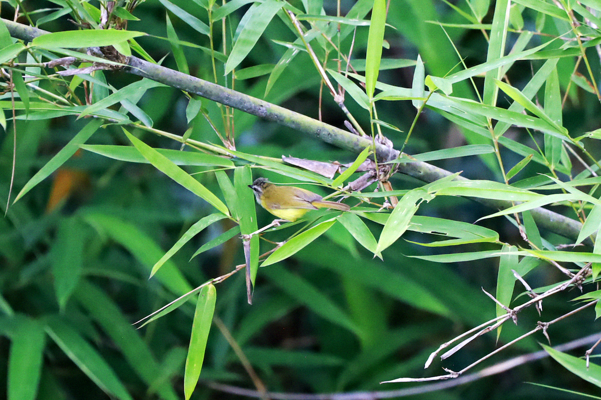 Yellow-bellied Warbler - ML637632541