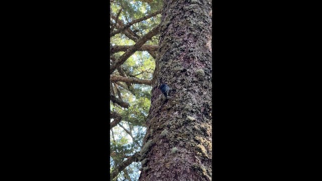 Black-backed Woodpecker - ML637632549