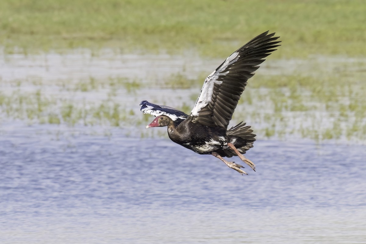 Spur-winged Goose - ML637632562