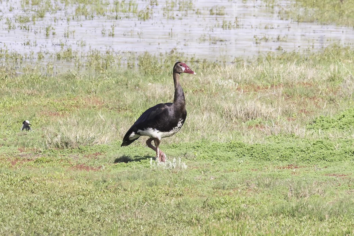 Spur-winged Goose - ML637632563