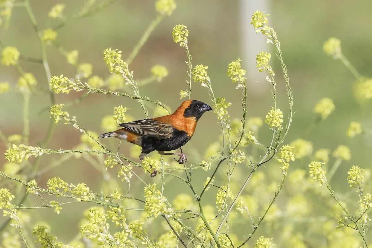Southern Red Bishop - ML637632567